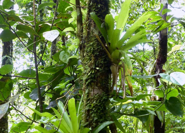 Des Broméliacées épiphytes dans une forêt martiniquaise © M. Couli, Cirad
